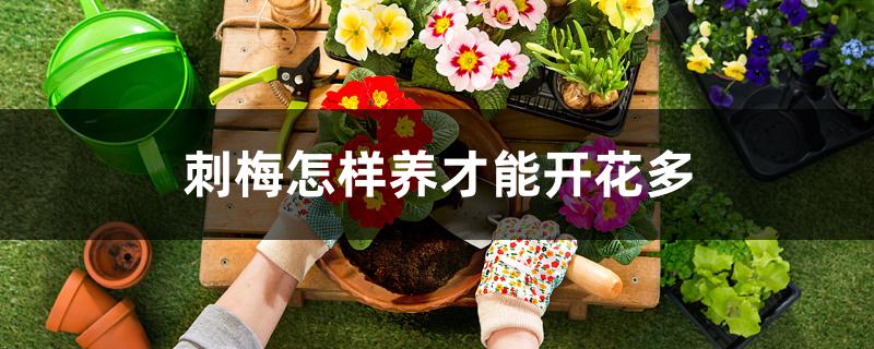 花卉刺梅如何养(刺梅花的养殖方法怎么不开花)