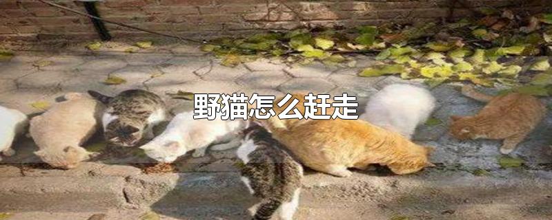 家里进野猫怎么赶走(家有野猫怎么赶走)