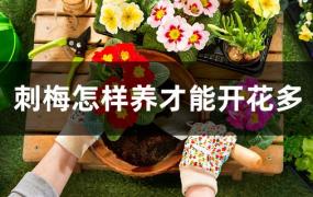 花卉刺梅如何养(刺梅花的养殖方法怎么不开花)