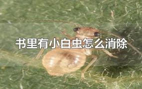 书上有小白虫怎么办(为什么书里有小白虫)