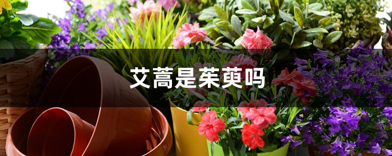 艾蒿是茱萸吗(艾草是茱萸吗)