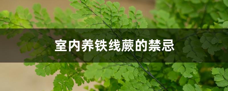 铁线蕨适合室内养吗(家里养铁线蕨好不好)