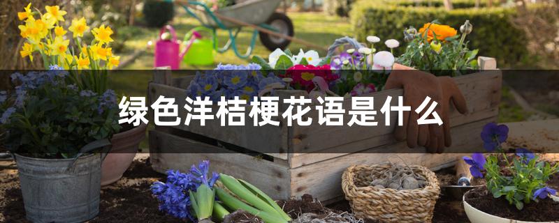 绿色洋桔梗花语是什么意思(绿色洋桔梗花语是什么意思 寓意)