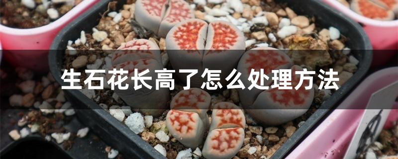 生石花长高了怎么办(生石花长很高怎么办)