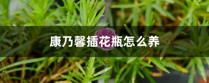 康乃馨插花瓶怎么养开花(康乃馨插花瓶怎么养 为什么蔫蔫的)