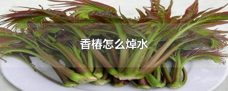 香椿怎么焯水(香椿怎么焯水好吃)