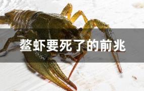 鳌虾莫名其妙死亡(鳌虾暴毙的原因)