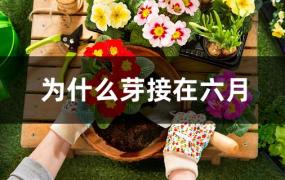 为什么芽接在六月(芽接几月份可以嫁接)