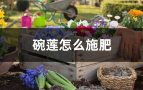 碗莲怎么施肥(碗莲怎么施肥不影响鱼)