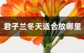 君子兰冬季放在哪里比较好(君子兰冬天怎么养要注意什么)