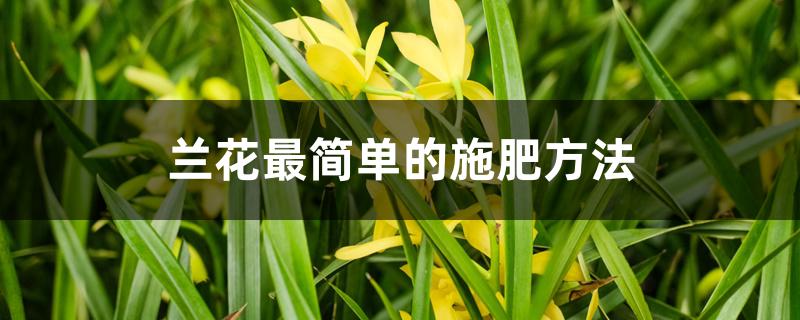 兰花用肥最简单方法(兰花怎么施肥(兰花施肥方法)