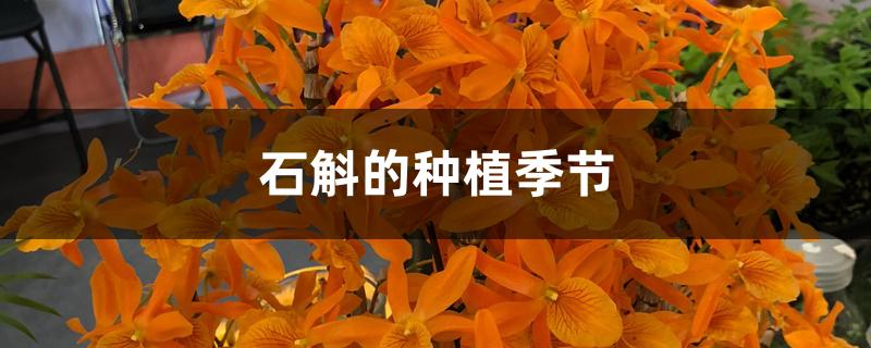 石斛几月份种最好(石斛种植时间)