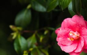 山茶花浇水的正确方法(山茶花怎样浇水)