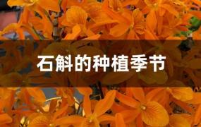 石斛几月份种最好(石斛种植时间)