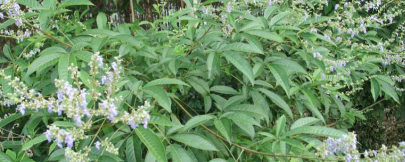 黄荆下山桩怎样种植成活率高视频(黄荆下山桩的种植方法)