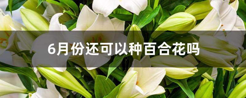 什么时候种百合花(11月份种百合花可以吗)