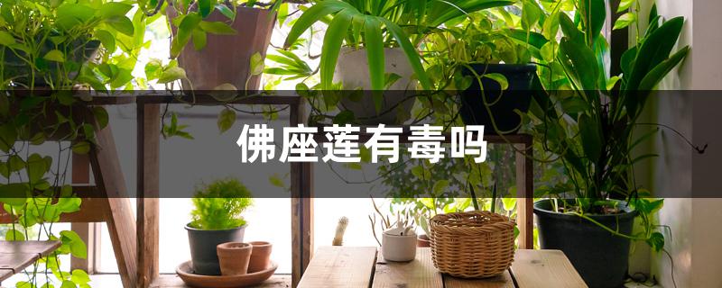 佛座莲有毒吗(福建观音座莲有毒吗)