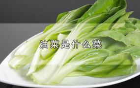 油菜是什么菜图片(油菜图片)