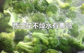 西兰花不焯水有毒吗(西兰花菜不焯水有毒吗)