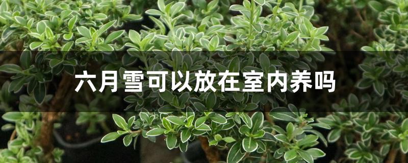 六月雪能放在室内养吗(植物六月雪可以放家里养吗)