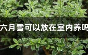 六月雪能放在室内养吗(植物六月雪可以放家里养吗)