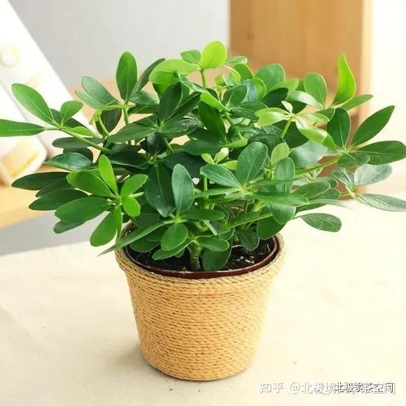 属虎床头放什么植物