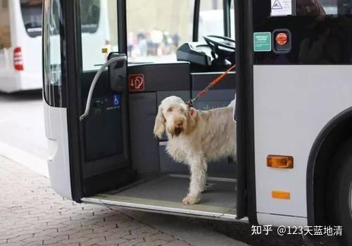 能不能把猫带上公交车