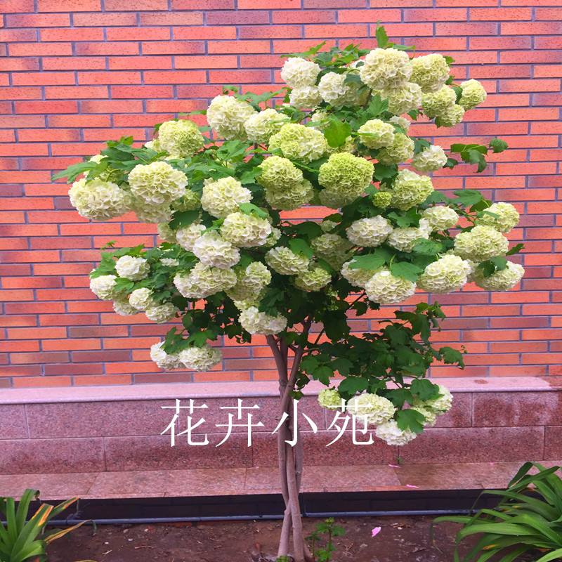 花园大门口放什么植物