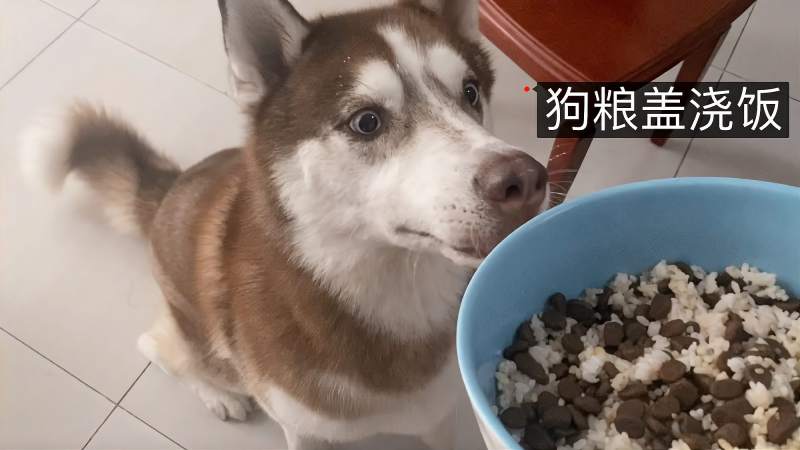 狗狗吃米饭吃多了会怎样