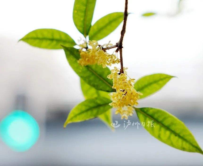 重阳节还有桂花吗