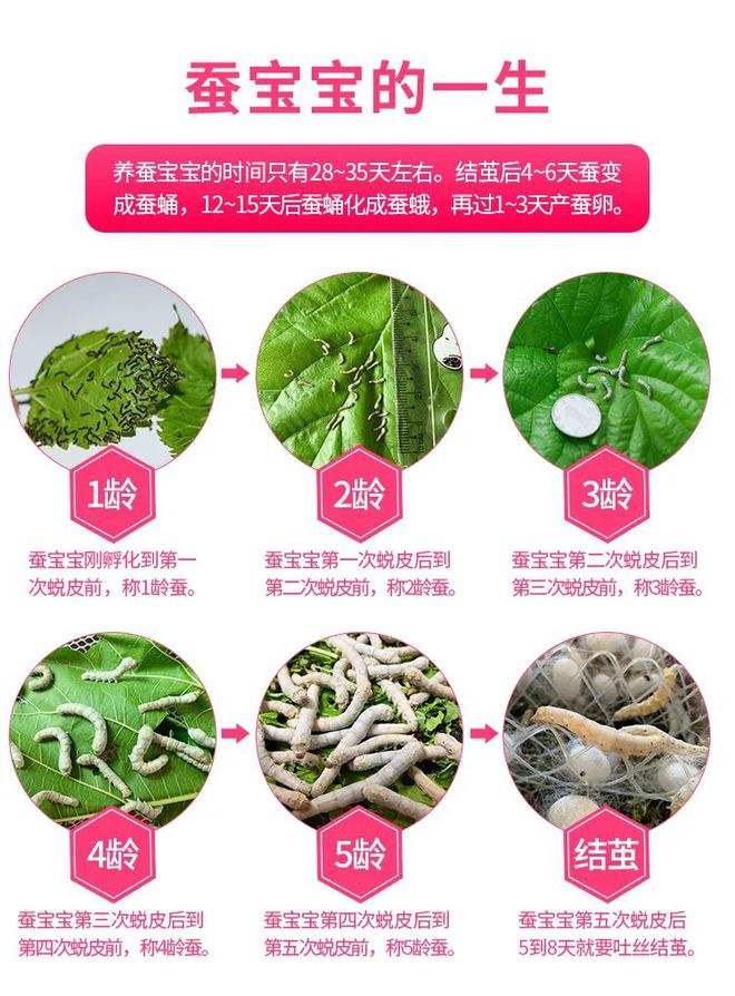 新鲜蚕怎么长期保存方法