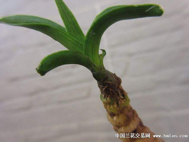 种植兰花需要什么条件