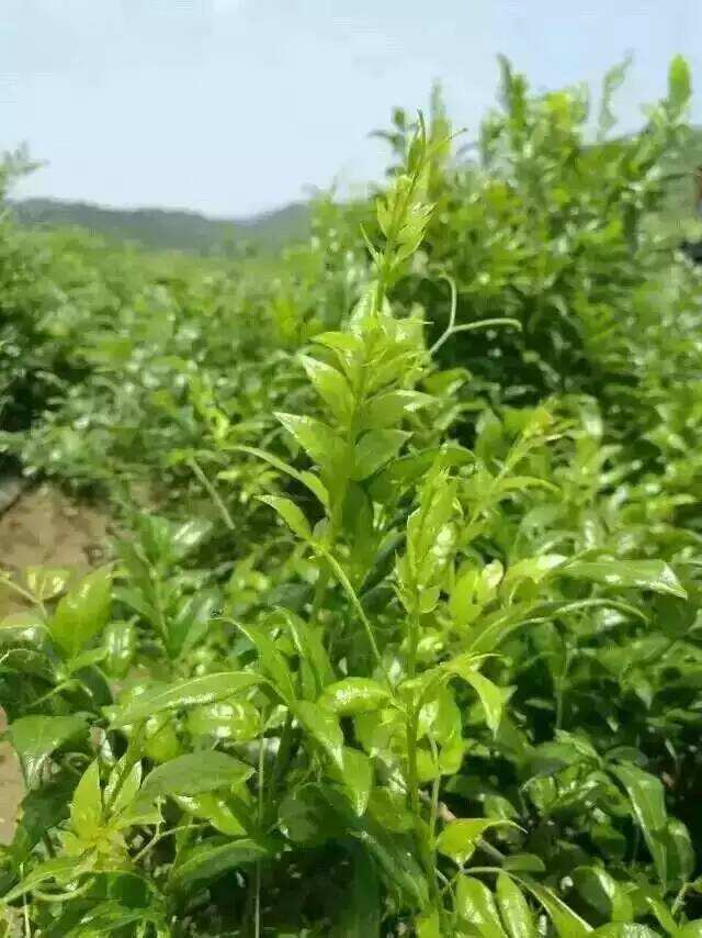 莓茶属于浓茶吗