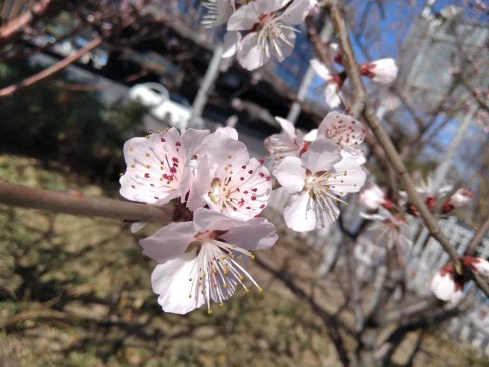 杨树花怎么做好吃