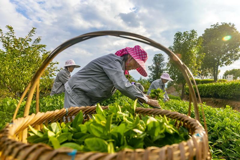 采摘茶叶需要注意什么