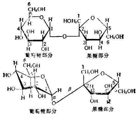 麦芽糖是单糖还是二糖