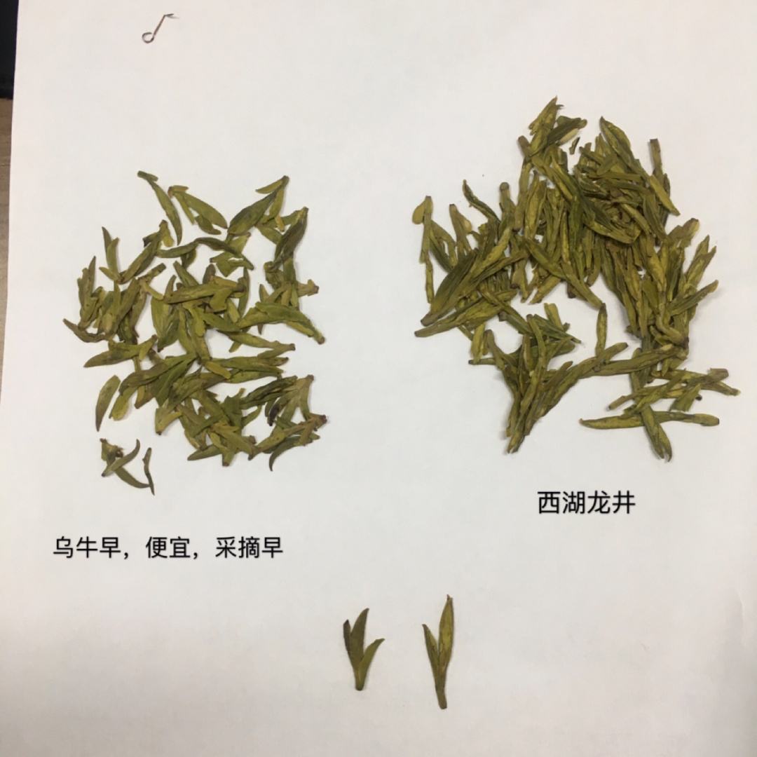 如何分辨哪种茶叶好