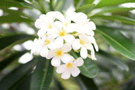 用素馨花怎样泡水喝