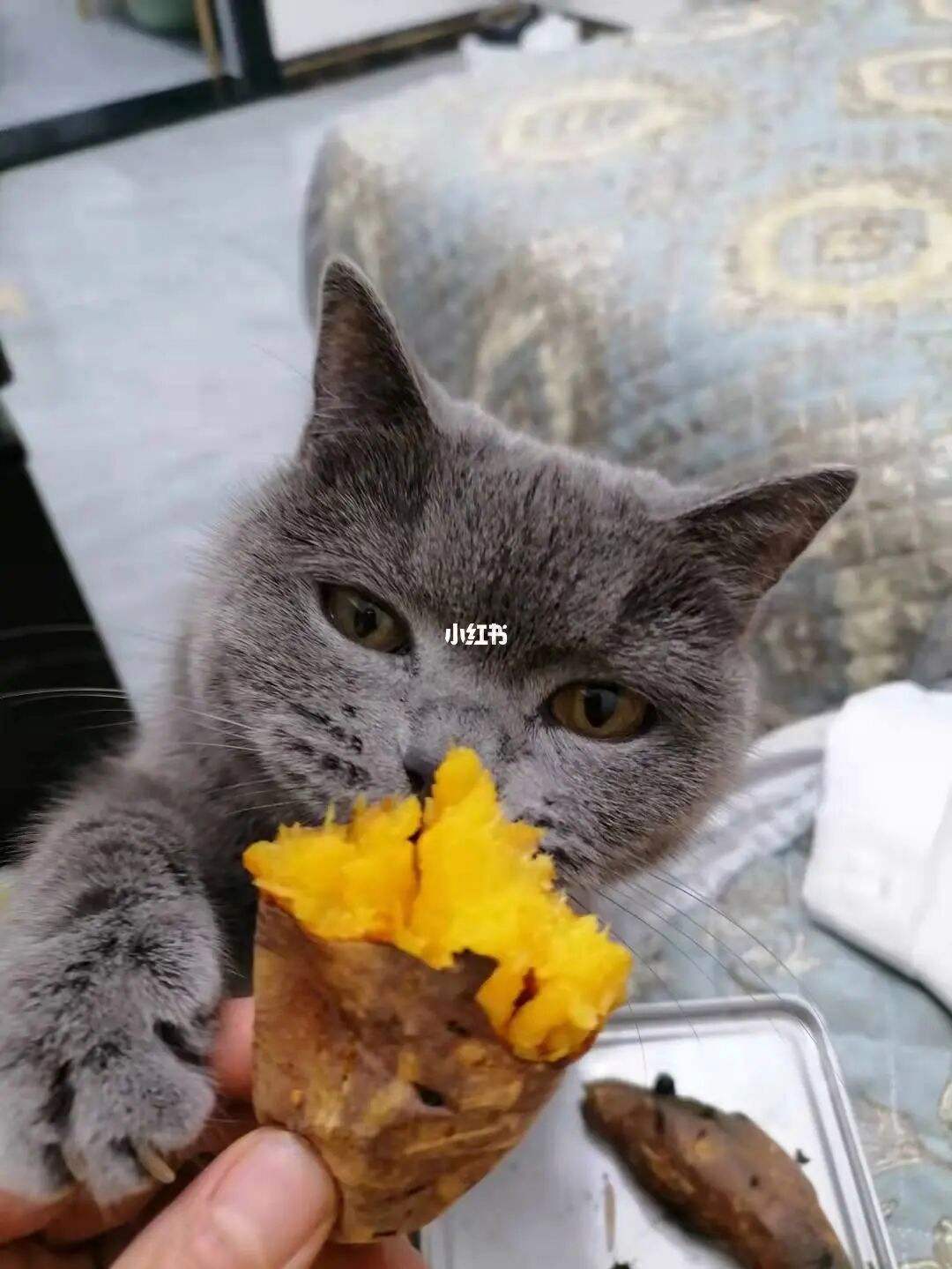 猫咪到底可不可以吃红薯