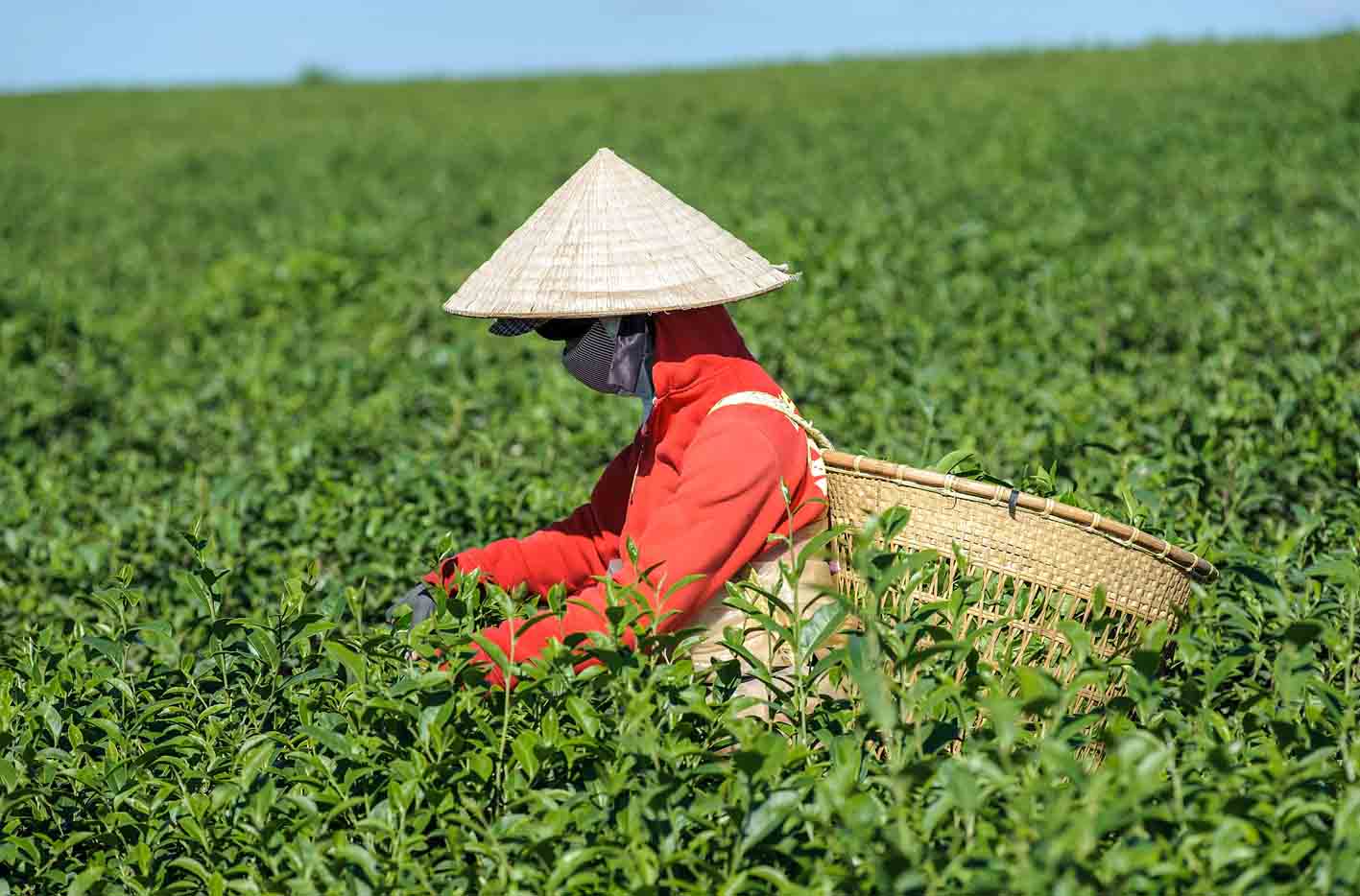 刚采的茶叶能加工吗