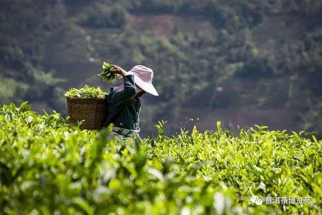 刚采的茶叶能加工吗