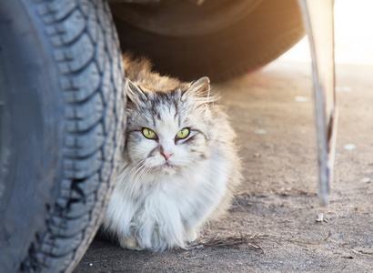 猫进车里什么预兆