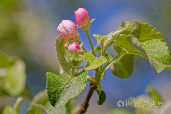 苹果花苞怎么辨认好坏