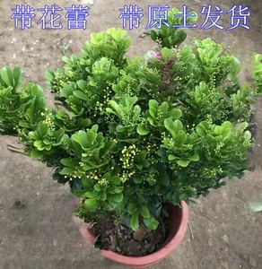 植物米兰能放室内吗