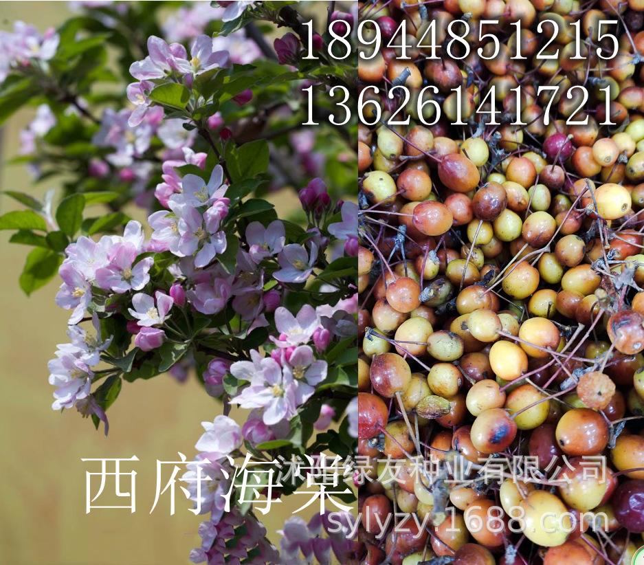 怎么长期保存海棠花苗种子