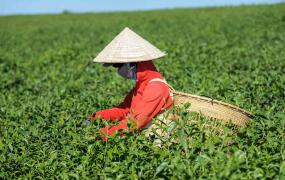 刚采的茶叶能加工吗