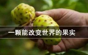 新鲜诺尼果的正确吃法