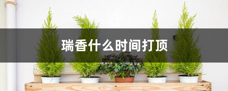 瑞香什么时候打顶(瑞香啥时候开花)