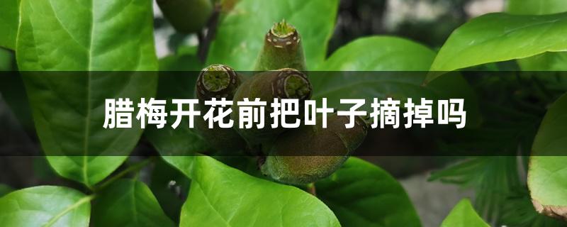 腊梅花开花时有叶子吗(腊梅叶子落了花苞还会长吗)