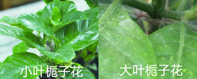 大叶栀子花与小叶栀子花的区别在哪里(大叶栀子花和小叶栀子花有啥区别)